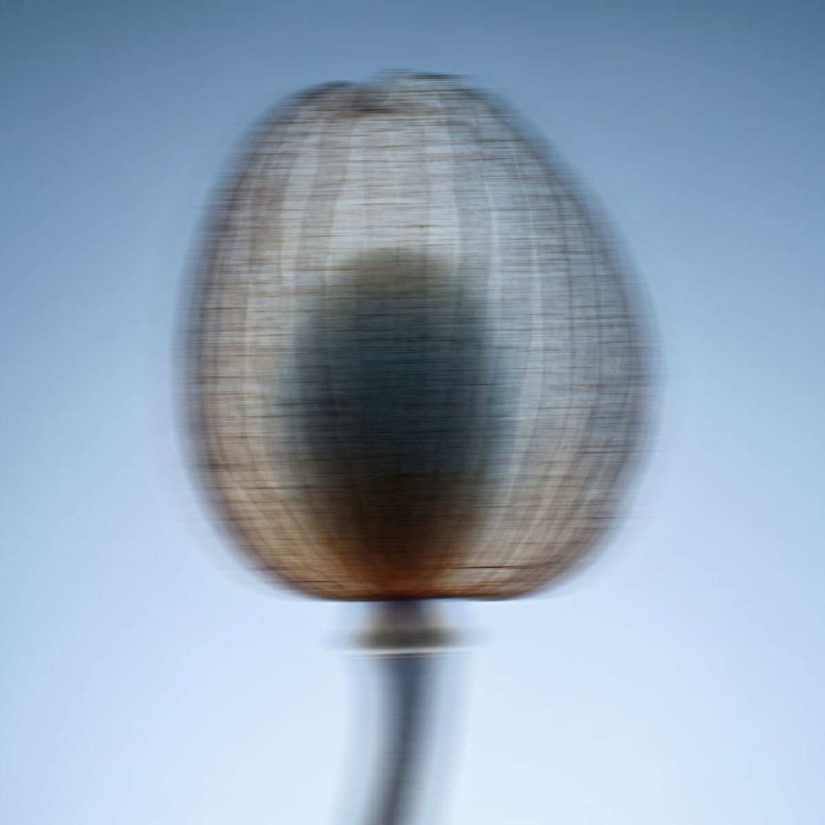 Physalis in Bewegungsunschärfe